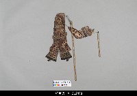 藏品(中國湖北皮影戲偶身-旦)的圖片